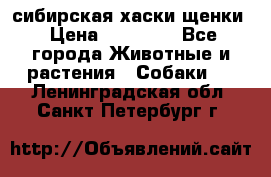 сибирская хаски щенки › Цена ­ 10 000 - Все города Животные и растения » Собаки   . Ленинградская обл.,Санкт-Петербург г.